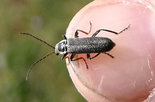 Cantharis sp.